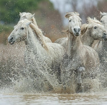 A herd of majestic white Camargue horses galloping through splashing water in a marshland.