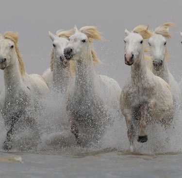 A group of white Camargue horses galloping through ocean water with splashing waves.