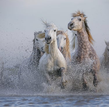 A herd of wild white Camargue horses galloping through water with dramatic splashing.