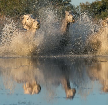 A herd of wild white Camargue horses galloping through shallow marsh water with dramatic splashes.