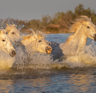 A herd of white Camargue horses galloping through water at sunset, splashing in the river.