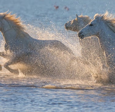 White Camargue horses galloping through blue water at sunset with splashing waves.