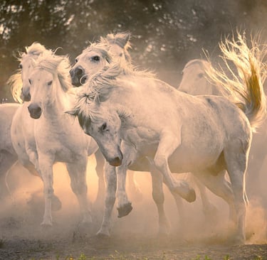 A herd of white Camargue horses galloping through dust at sunset.