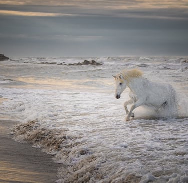 A majestic white Camargue horse galloping through ocean waves on a sandy beach at sunset.