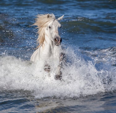 A white Camargue horse galloping through ocean waves with splashing water and a flowing mane.