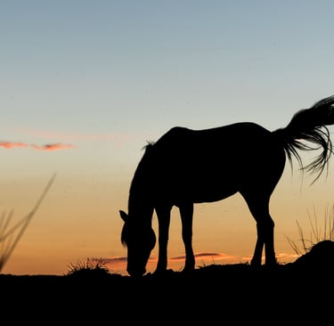Silhouette of a wild horse grazing in a field at sunset with an orange and blue sky.
