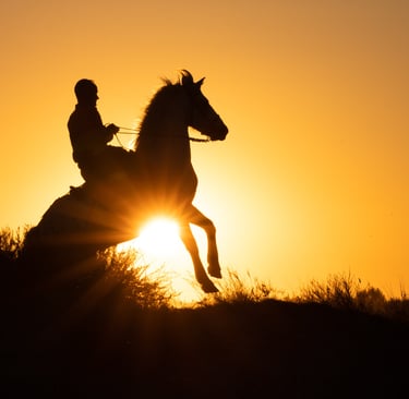 Silhouette of a rider on a rearing horse against a golden sunset sky.