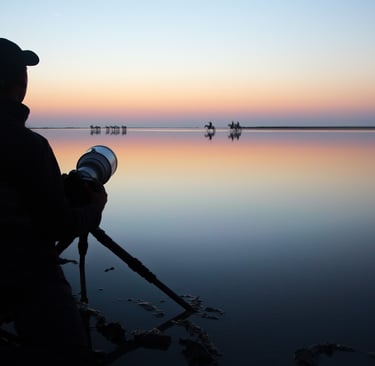 A silhouette of a wildlife photographer with a tripod filming horses in a sunset lake reflection.