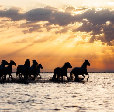 A herd of wild horses running through shallow water at sunset with golden sun rays piercing through clouds.