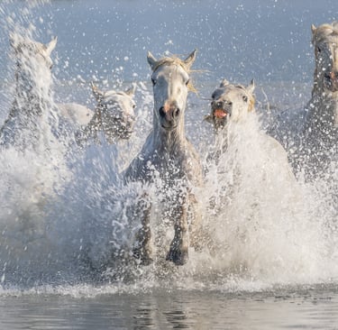 A group of wild white Camargue horses galloping through water and splashing waves.