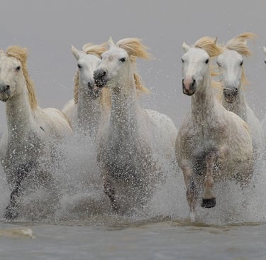 A herd of wild white Camargue horses galloping through ocean waves with splashing water.