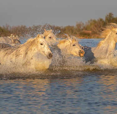 Wild white Camargue horses galloping through the water with dramatic splashing.
