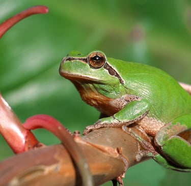 A vibrant green European tree frog sitting on a brown plant stem in a lush garden.