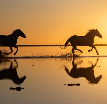 Silhouette of two wild horses galloping through shallow water at sunset with a golden reflection.