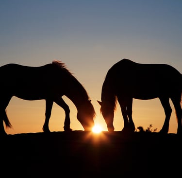 Silhouette of two wild horses grazing on a hill at sunset with a orange glowing sun flare.