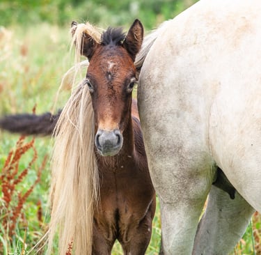 A brown foal peeks from behind a white mare in a grassy field, showcasing a young horse in a pasture.