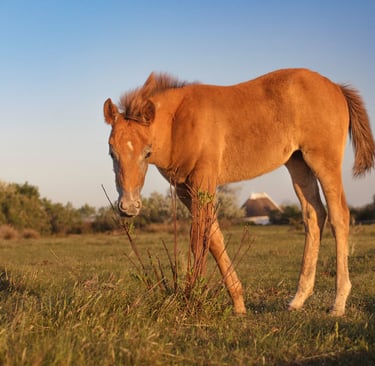 Young chestnut foal grazing in a grassy field during golden hour at sunset.