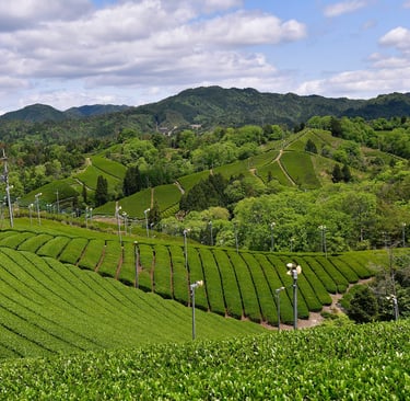 Champs de théiers à Asamiya