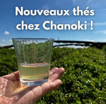 Verre contenant du sencha dans des champs de théiers