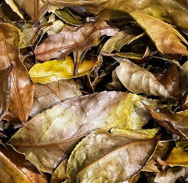 Feuilles de thé japonais Kancha