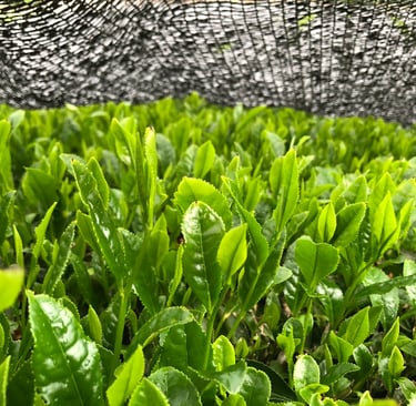 Théiers sous ombrage