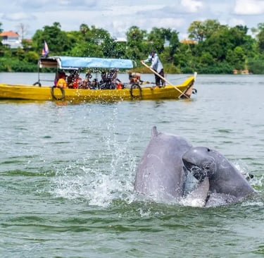 Dauphins de l'Irrawaddy
