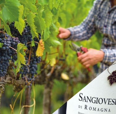 Sangiovese di Romagna, vino doc, vigneti entroterra, sangiovese doc.