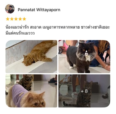 Customer photos: sleeping ginger cat and fluffy black-and-white cat at the cafe