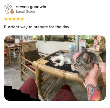 Hand gently petting a grey cat inside Koh Samui cat cafe