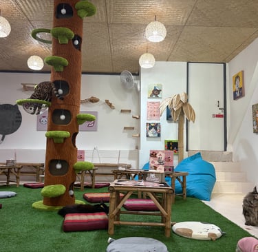 Cat cafe interior with climbing tree, bamboo tables and wall shelves in Bo Phut