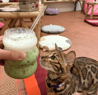 Bengal cat sniffing an iced matcha drink on a low table inside the cat café