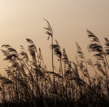 Graeser im Sonnenuntergang nach Beerdigung im Havelland