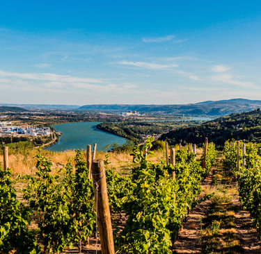 Un vignoble au bord du Rhône
