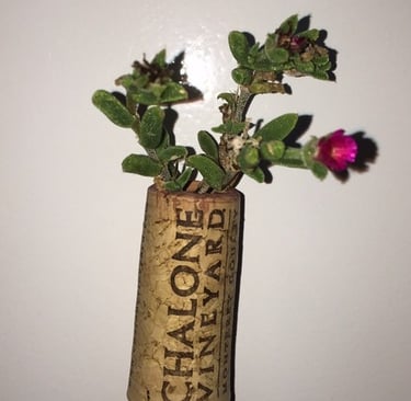 Living ice succulent in a cork magnet.
