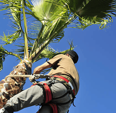 palm tree trimming services phoenix