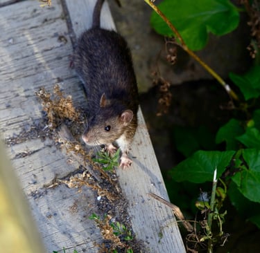 Hygie entreprise de propreté à Lyon - nettoyage tertiaire, industriel, dératisation, désinfection