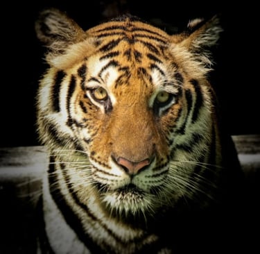 Jungle Safari Jaipur