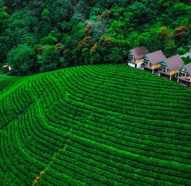 View of Zero Degree Jungle Resort amid tea plantation Virippara.