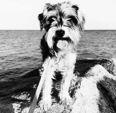 An adorable mini schnauzer standing on the breakwater at Hammonasset State Park in Madison, CT