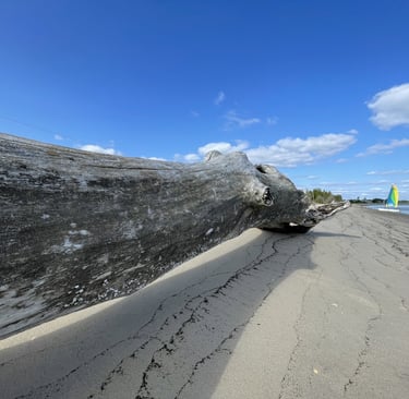 A massive driftwood tree on Cedar Island in Clinton, CT