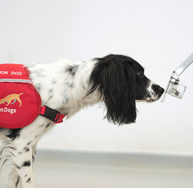medical detection dog