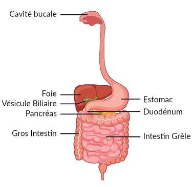 Schéma du tube digestif - Organes Fu (Yang)