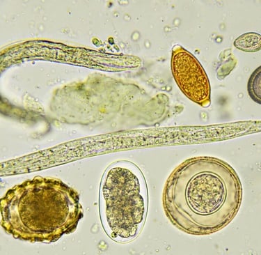 Ovos e Larvas de parasitas humanos intestinais, parasitologia