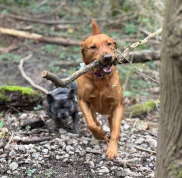 a dog having fun with dog walkers in harrogate