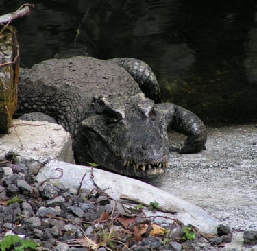 Voyage France Guadeloupe Zoo