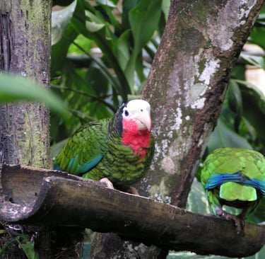 Voyage France Guadeloupe Zoo