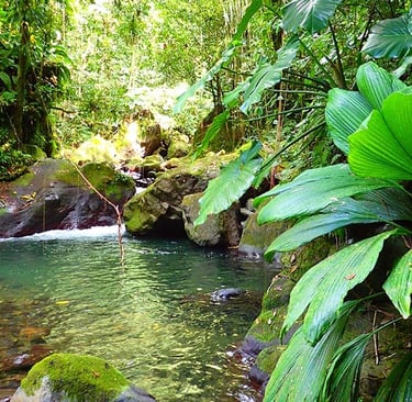 Voyage France Guadeloupe Canope
