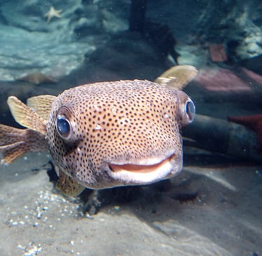 Aquarium Voyage France Guadeloupe
