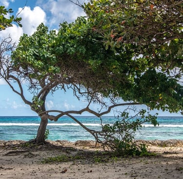 raisins clairs voyage france guadeloupe