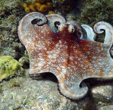 Aquarium Voyage France Guadeloupe